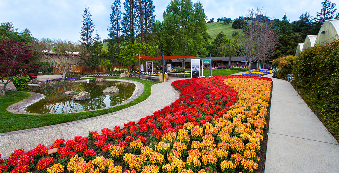 Syngenta Flowers